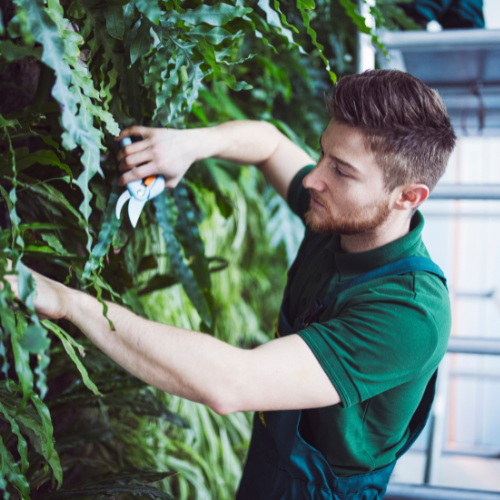 A focused veteran in a green apron meticulously tends to leafy greens in a lush vertical garden within the Project G.R.O.W. facility.